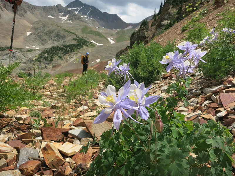 wildflowers and views on wilson peak 14er